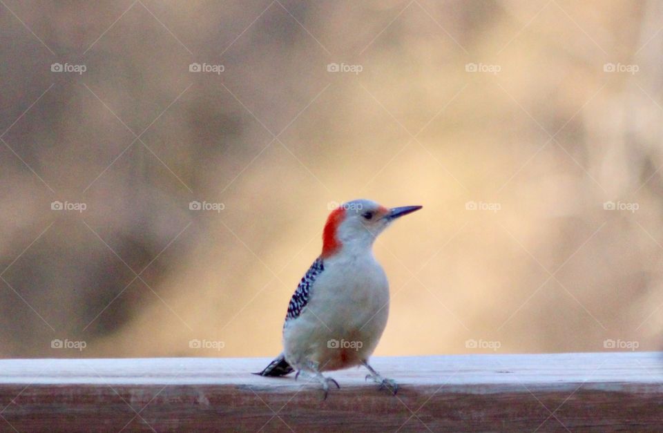 Red-Headed Woodpecker 