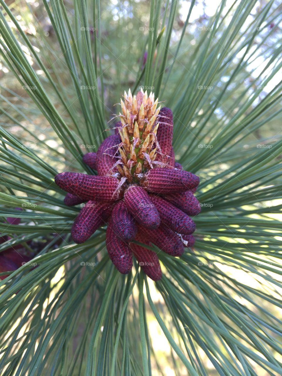 Pine cones
