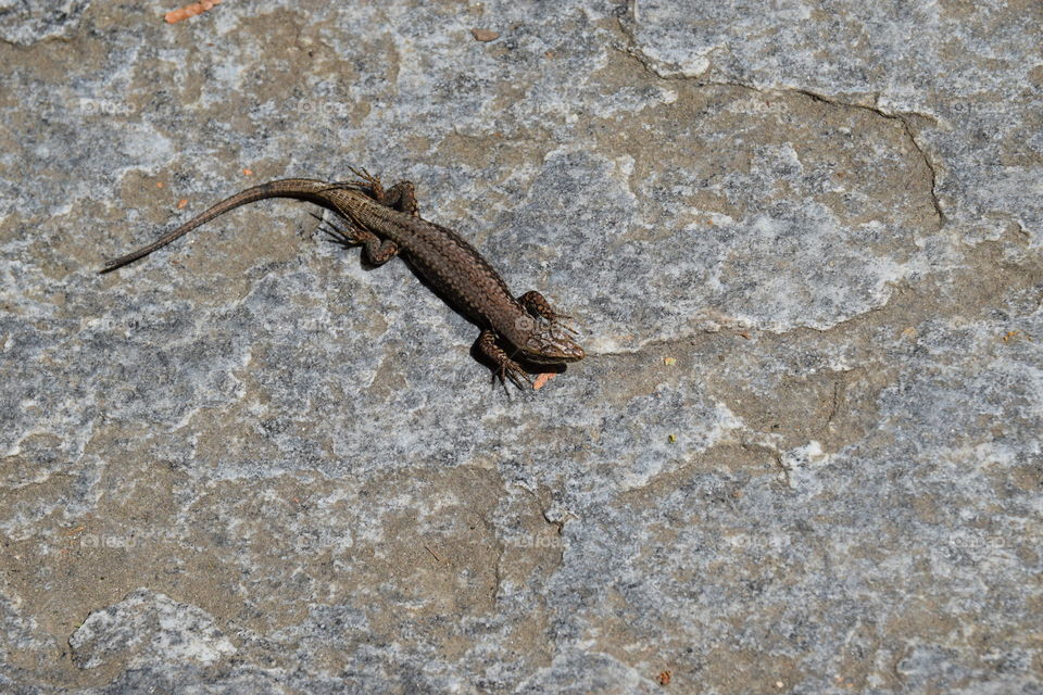 Mauereidechse auf der Lauer