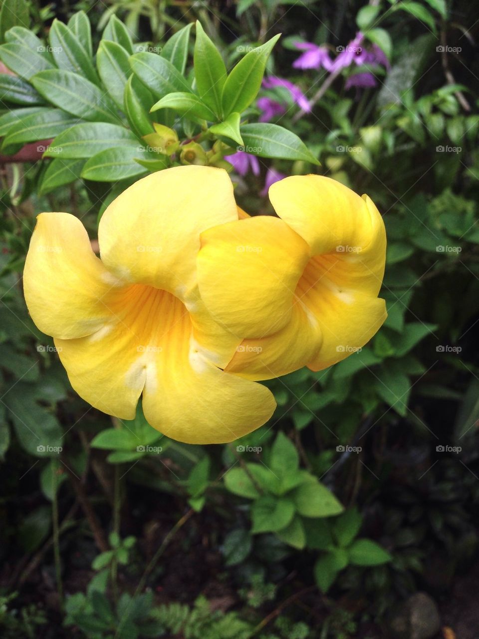 Yellow bell