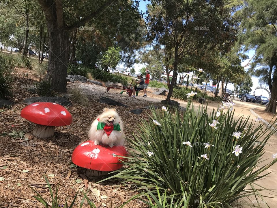 A little Pom with the mushroom toy at the Kingston Park cheltenham Melbourne Australia 