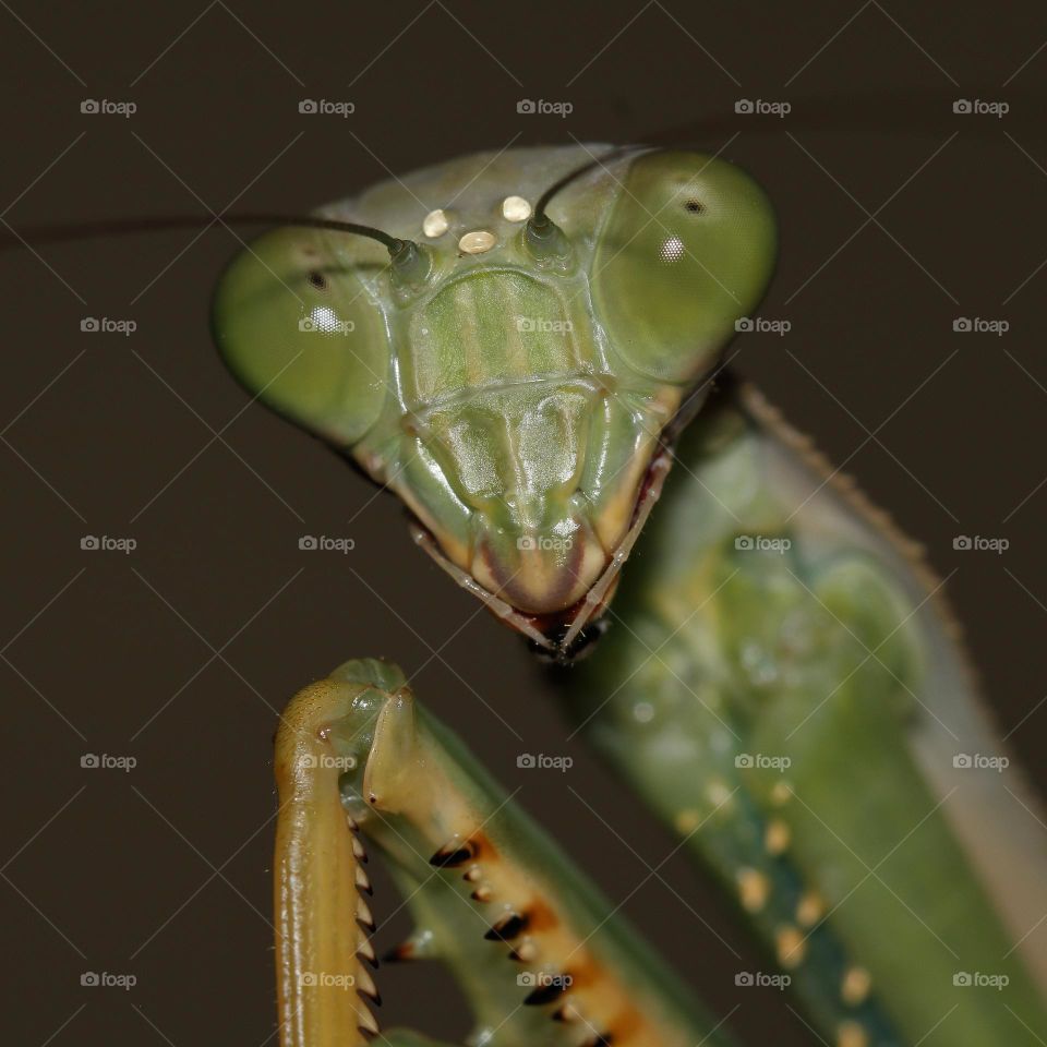 Triangular head of a praying mantis up close