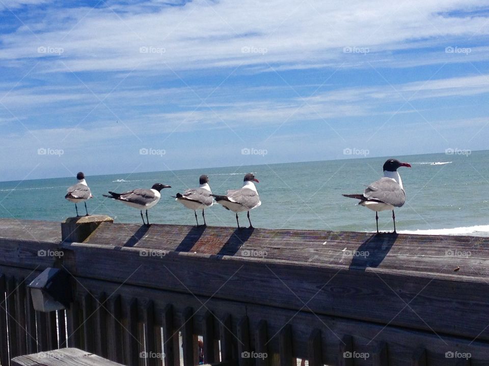 Lined up. Seagulls on the pier