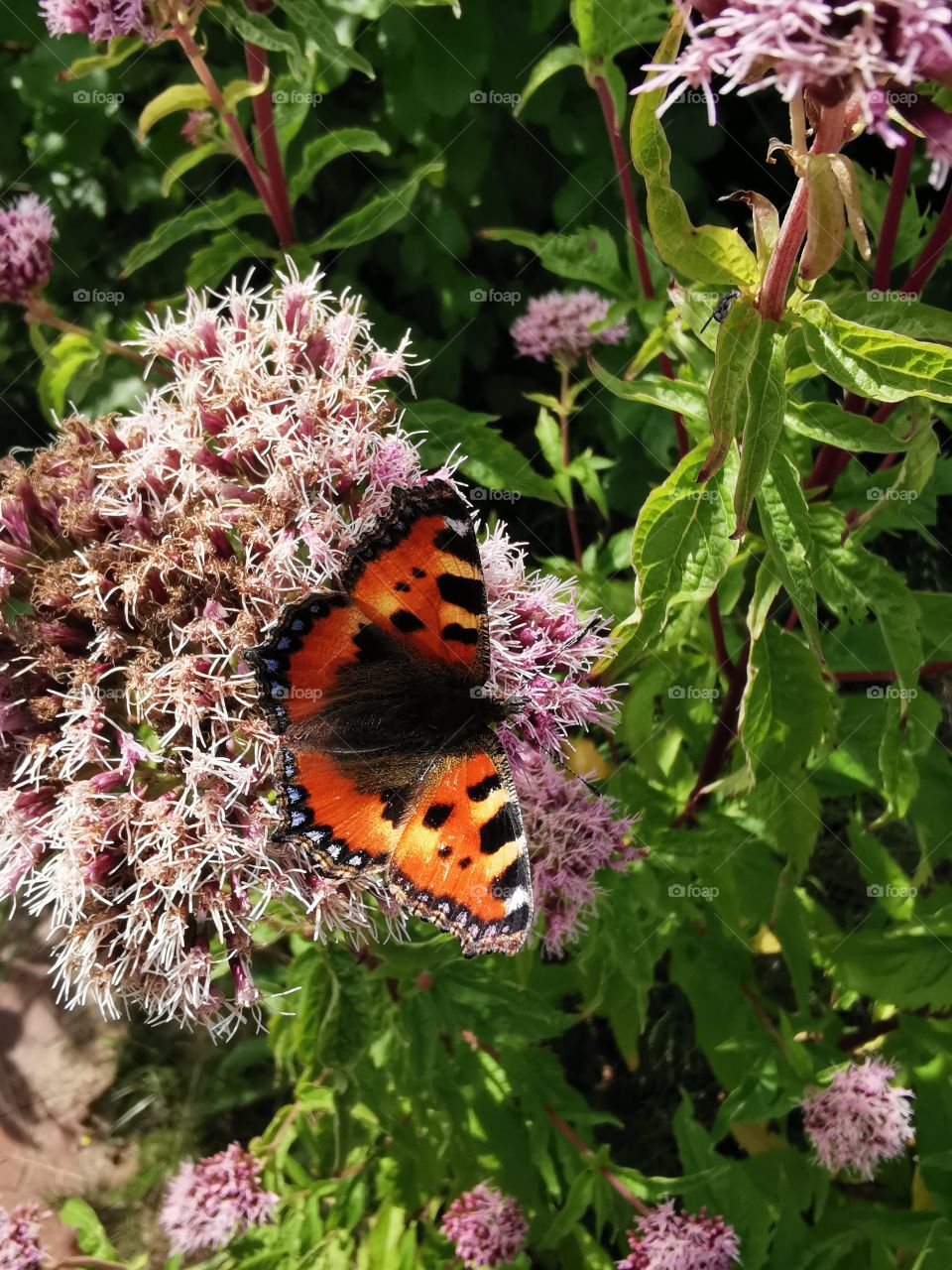 Schmetterling auf Blüte