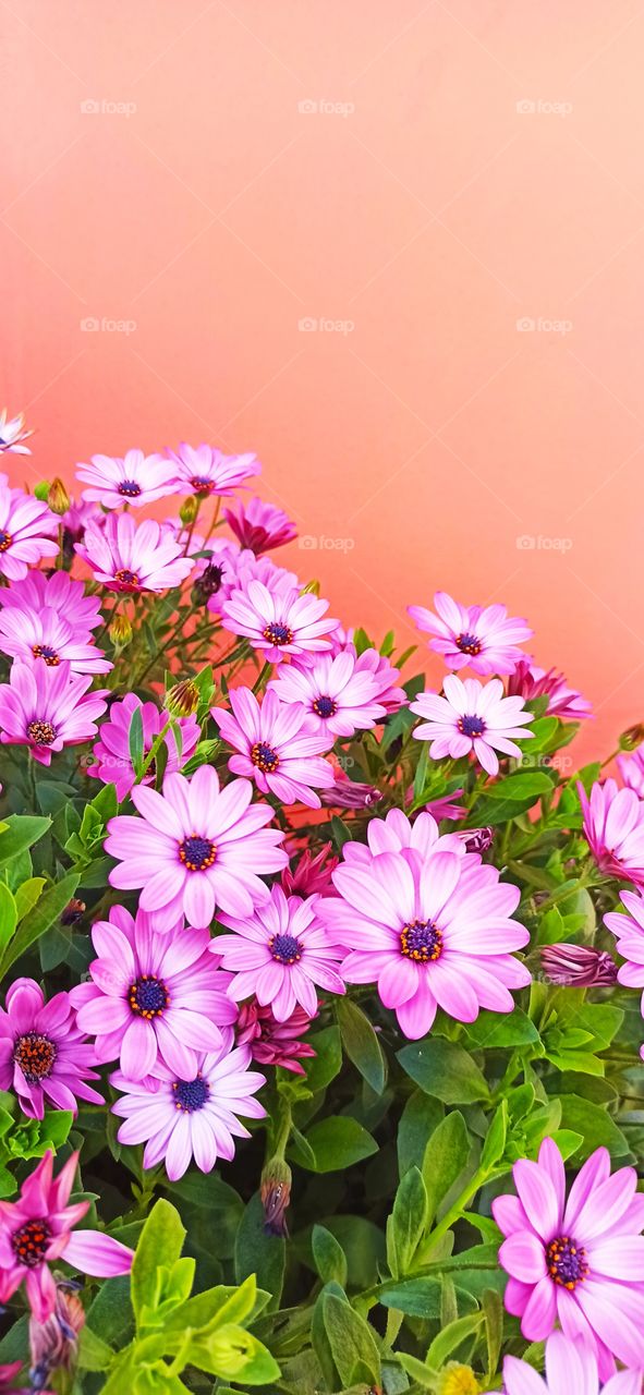 Street spring blossom.