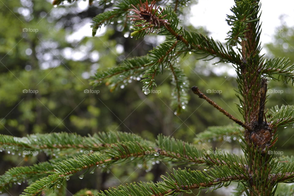 Water droplets on a pine tree branch bough in late spring in a  Rocky Mountains forest 
