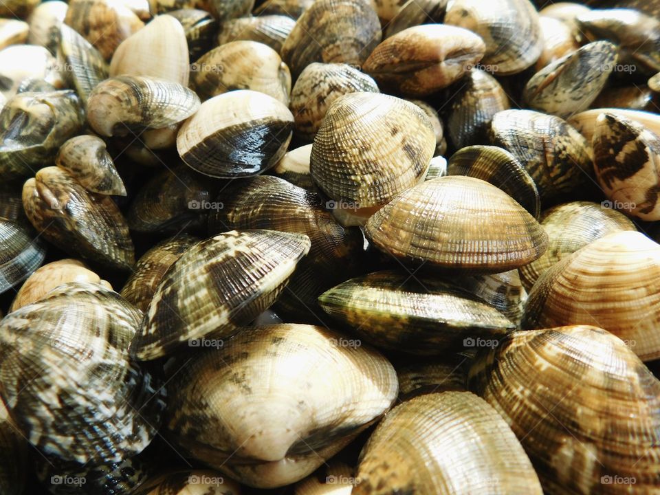 clams