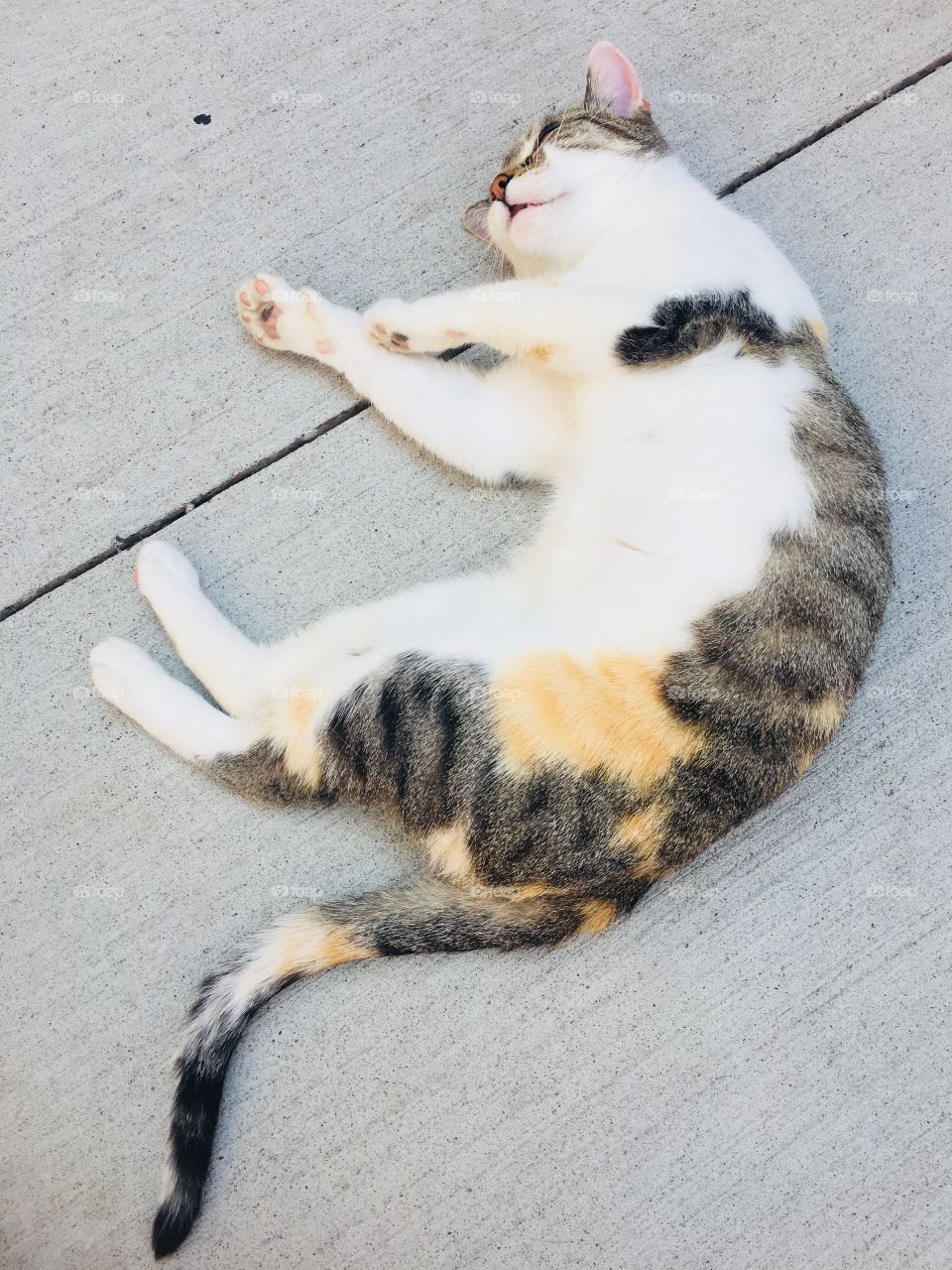 Cat resting after a day of play. Adopt me - Tabby Catfe - Menomonie, Wisconsin, USA