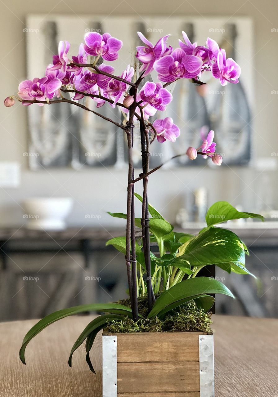 Foap Mission Vertical Captures! Stunning Purple Orchids With Champagne Art In Background!