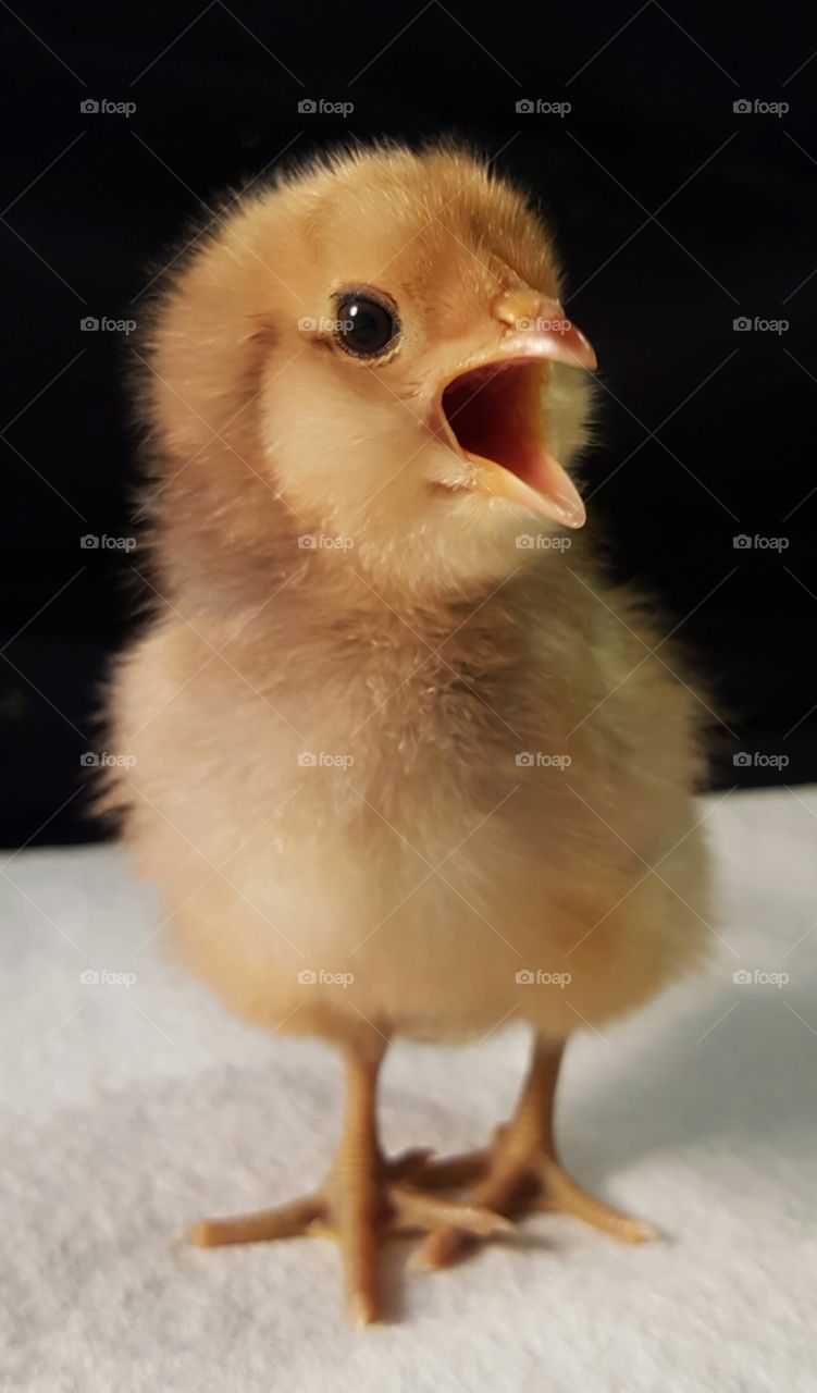 day old chick