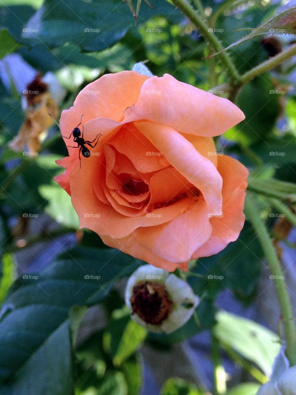 Peach climbing rose, ant on petal.