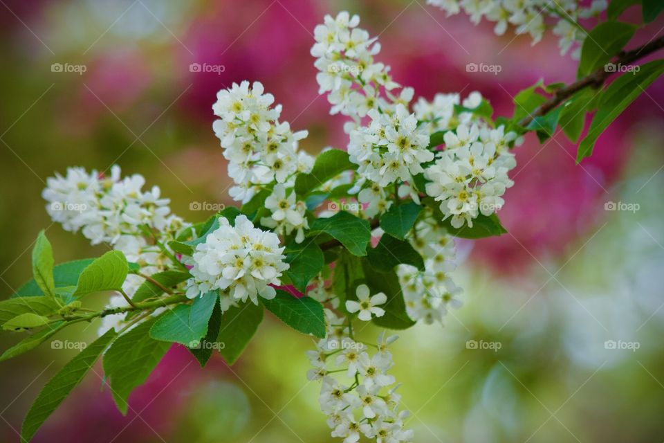 Spring blossoms on a May Tree branch in Calgary Alberta