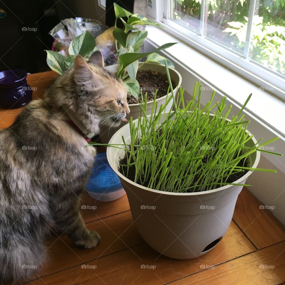 Cat Grass Snack