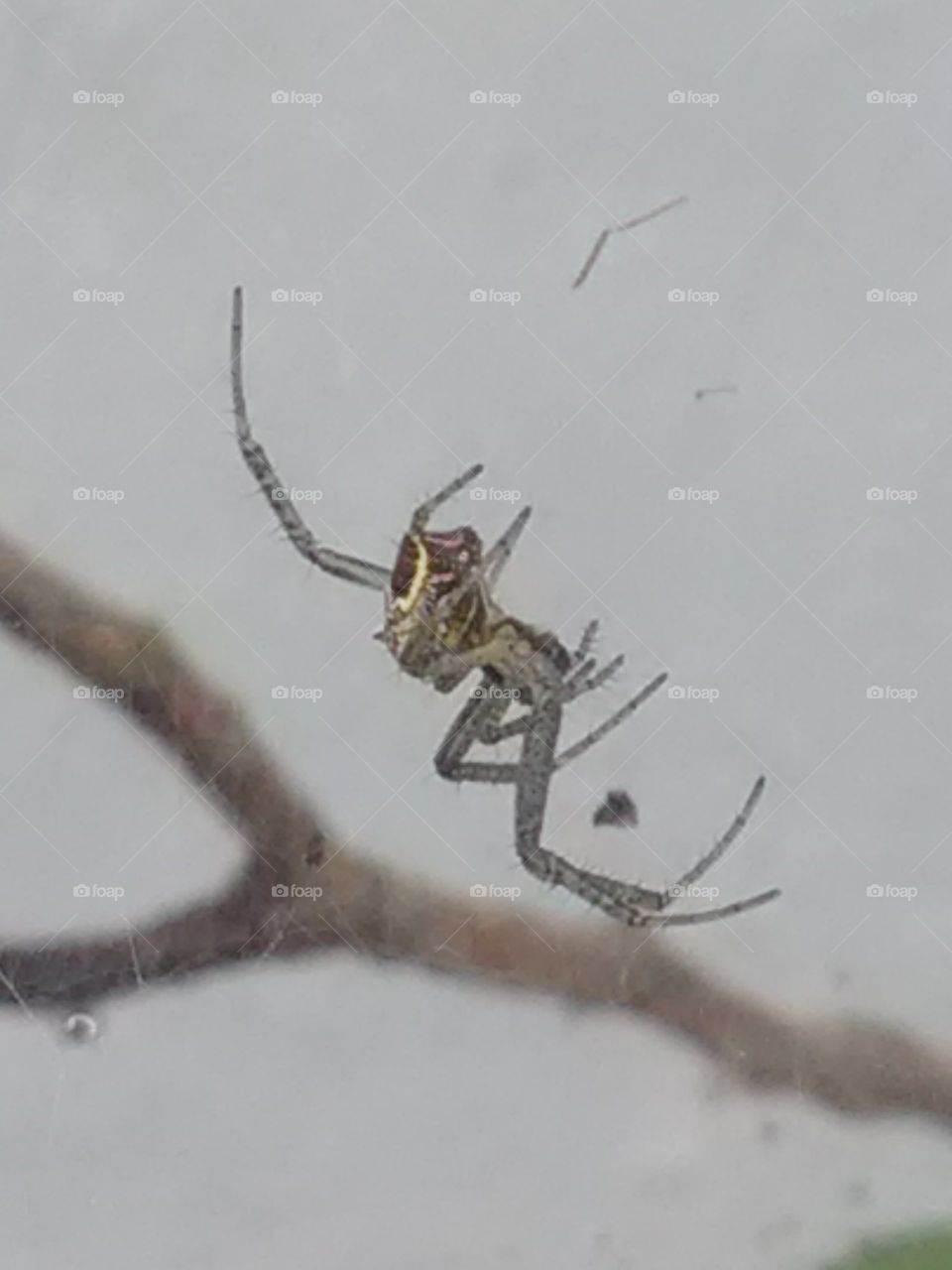 Making your house above spider plants branches.