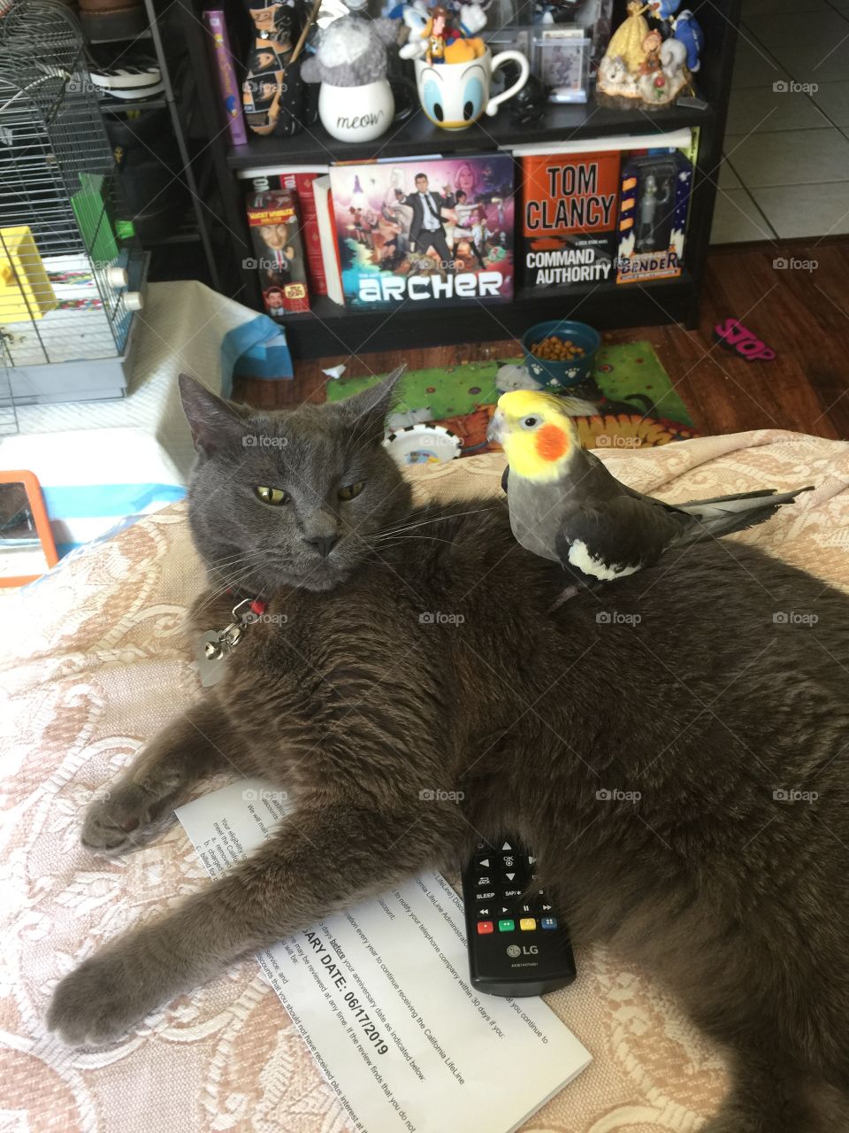 Who said cats and birds cannot be friends?