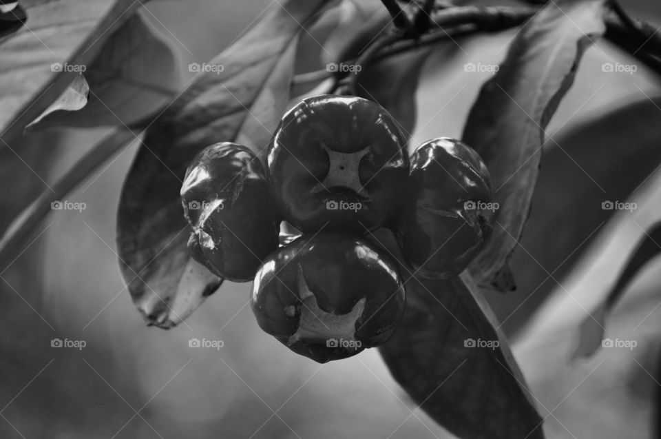 A bunch of ripe syzygium