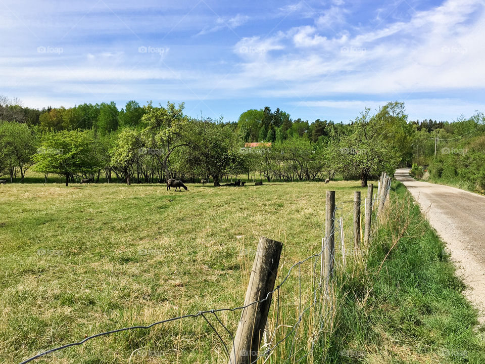Swedish rural landscape in summer with a country road and a fenced field with black sheep