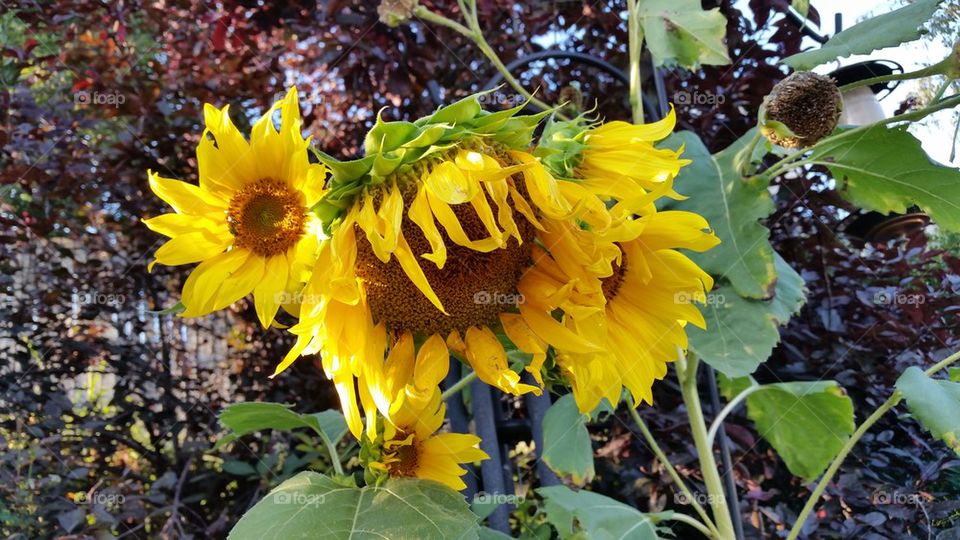 sunflowers