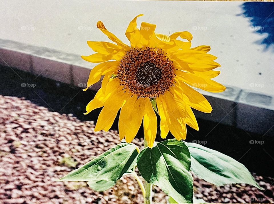 A photo of a tall vibrant sunflower. 