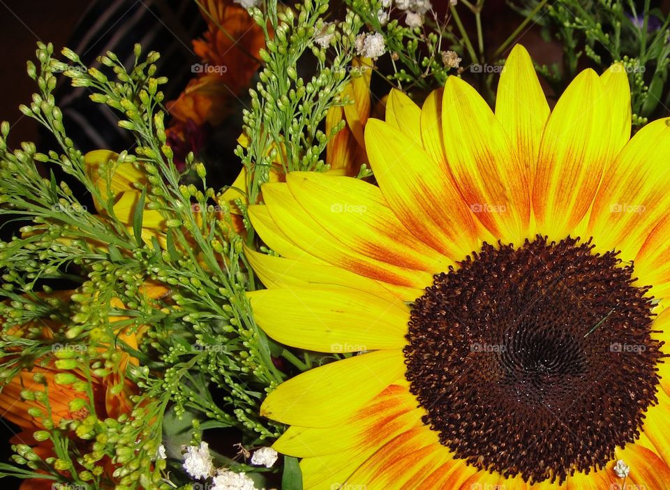 A Sunflower Close-up
