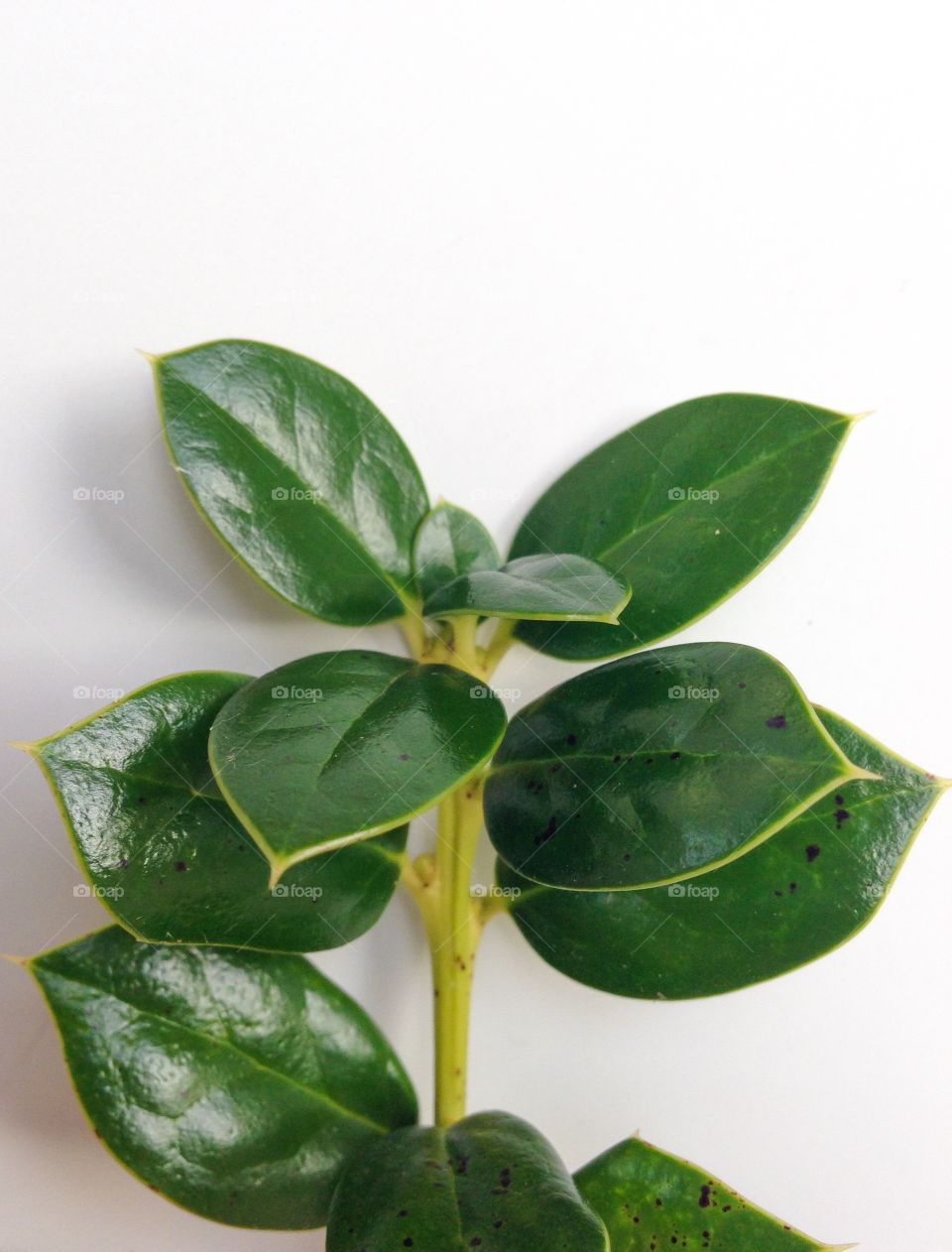 Holly plant against white background