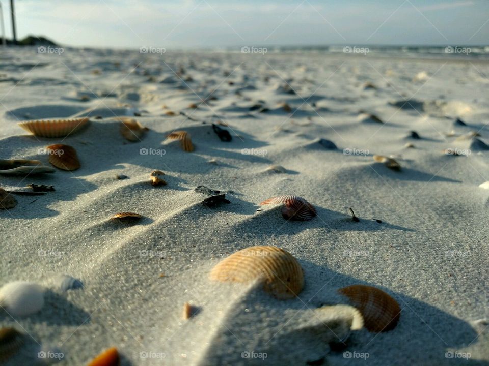 Sand and Shells