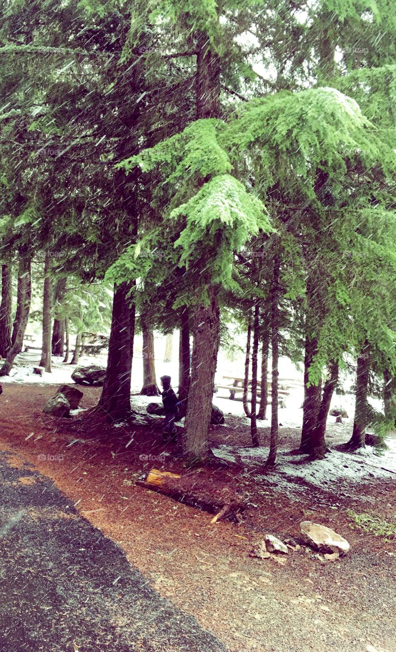 Forest in the winter. Oregon 