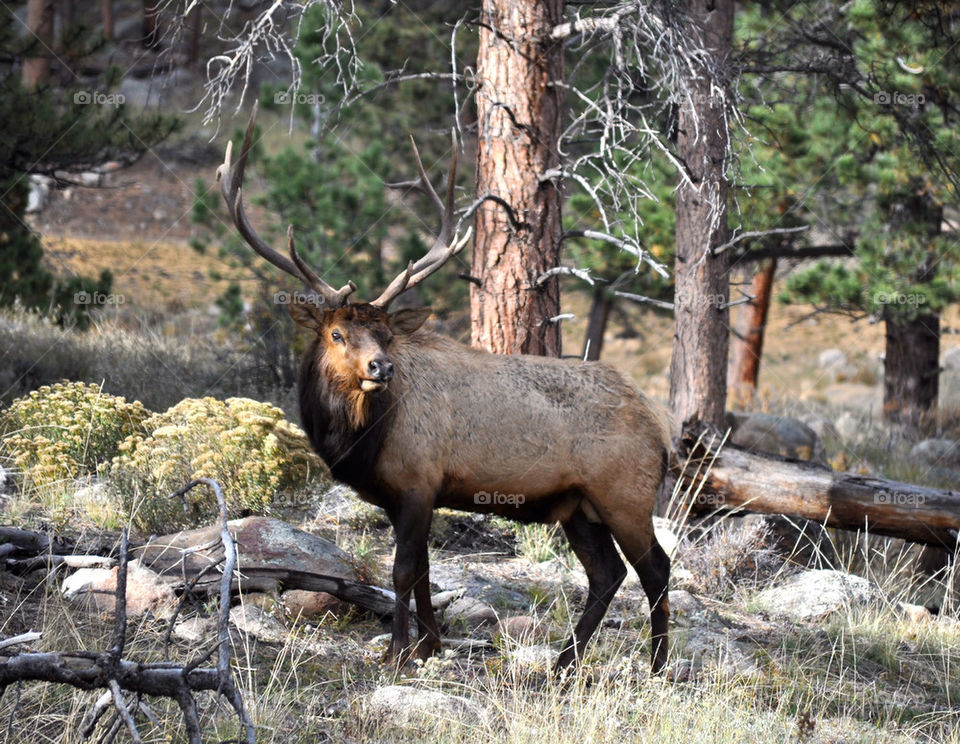 Elk