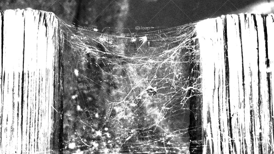 Cobweb