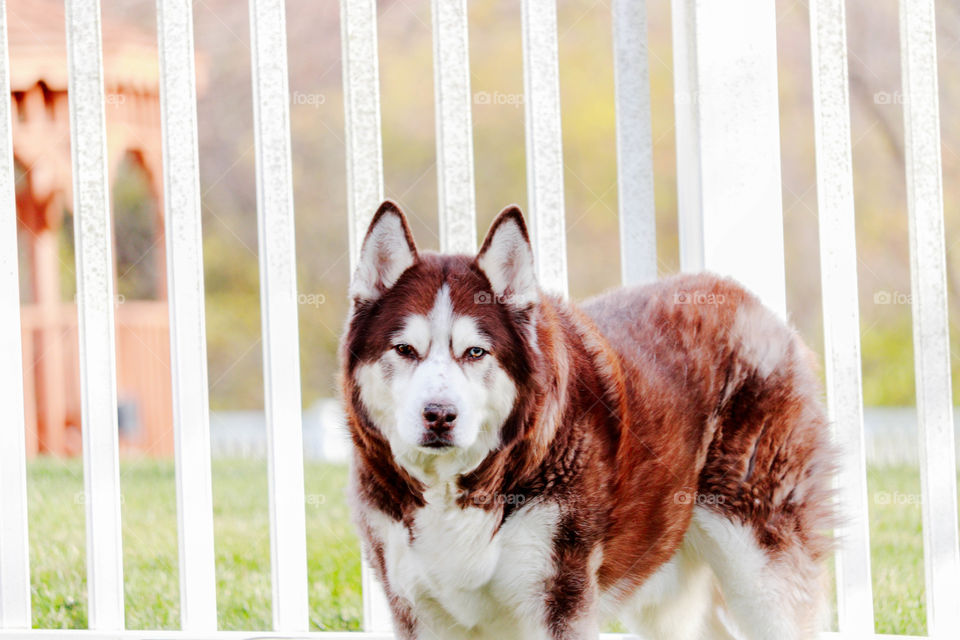 husky by a fence