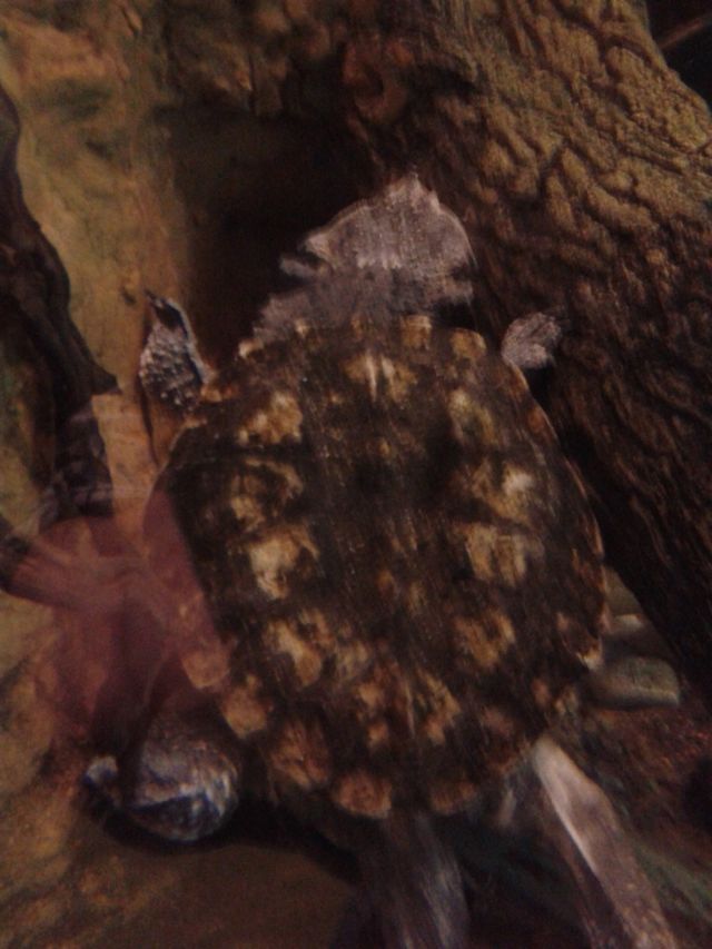 snapper turtle