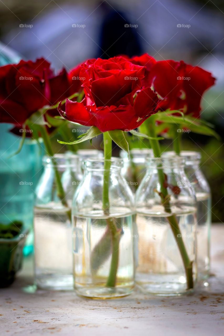 A relaxing portrait of some red roses standing in glass bottles on a table. they could have been a gift.