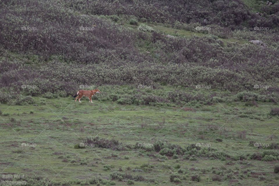 Ethiopian wolf 47