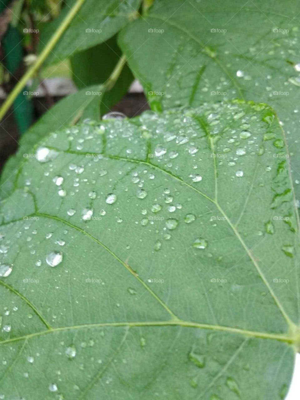 green leaves on water drop
