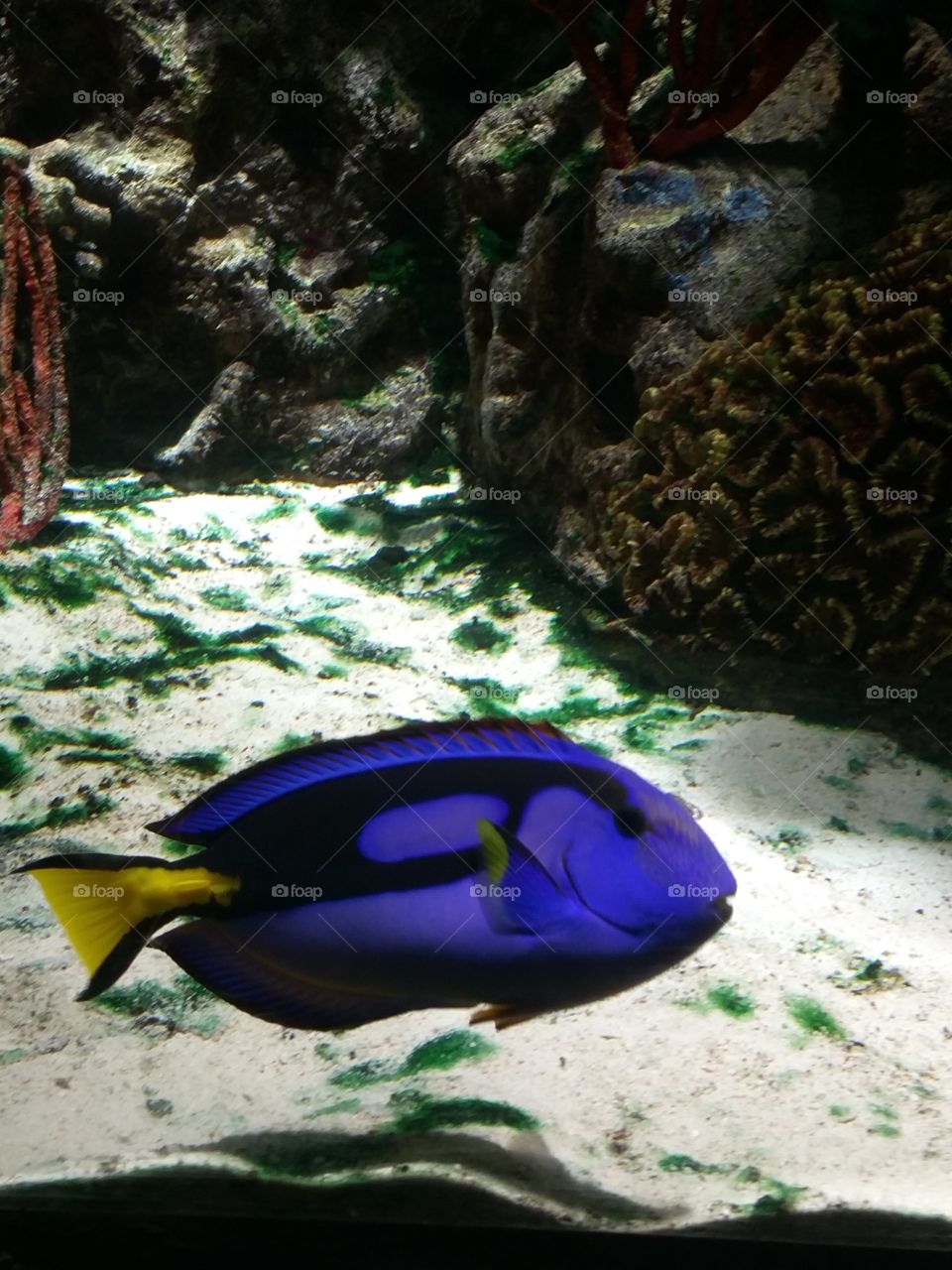 Dori at the zoo
