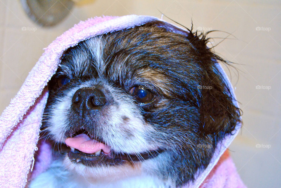 Happy Pekingese dog just had a refreshing bath with towel over head