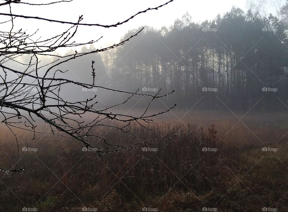 Fog in a meadow