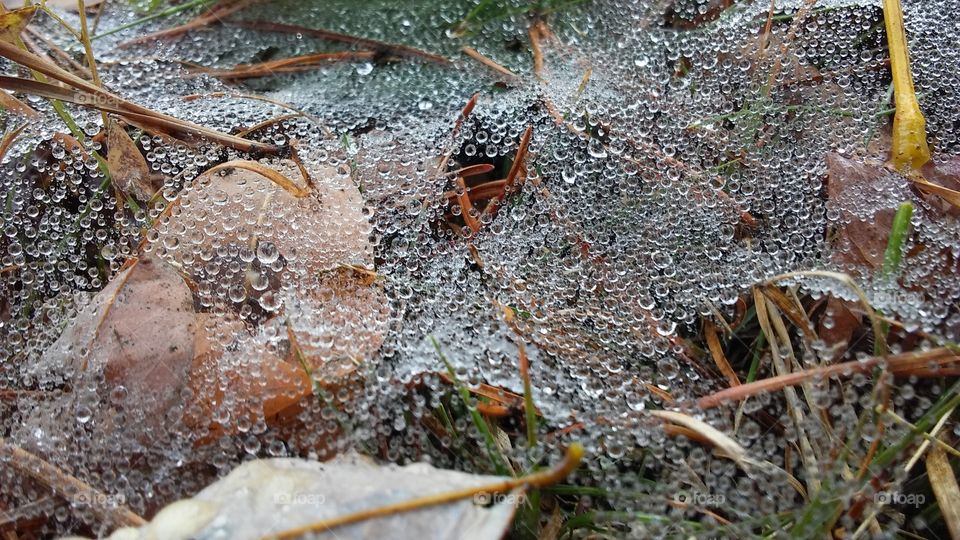Dewy Web On The Leaves