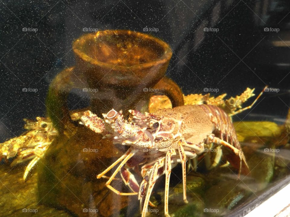 Corsican crayfish