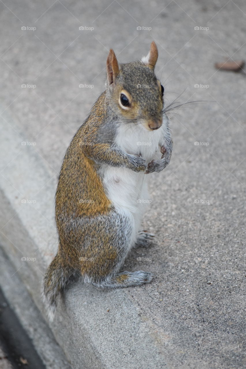Close-up of a squirrel