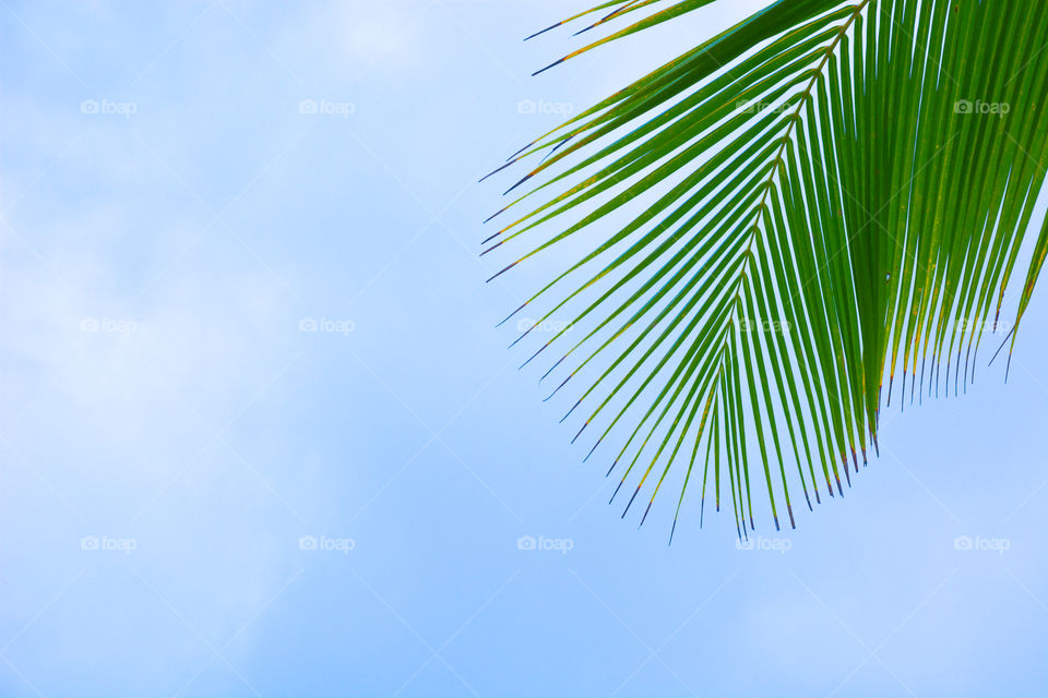 Palm tree. Took this photo at a south goa beach