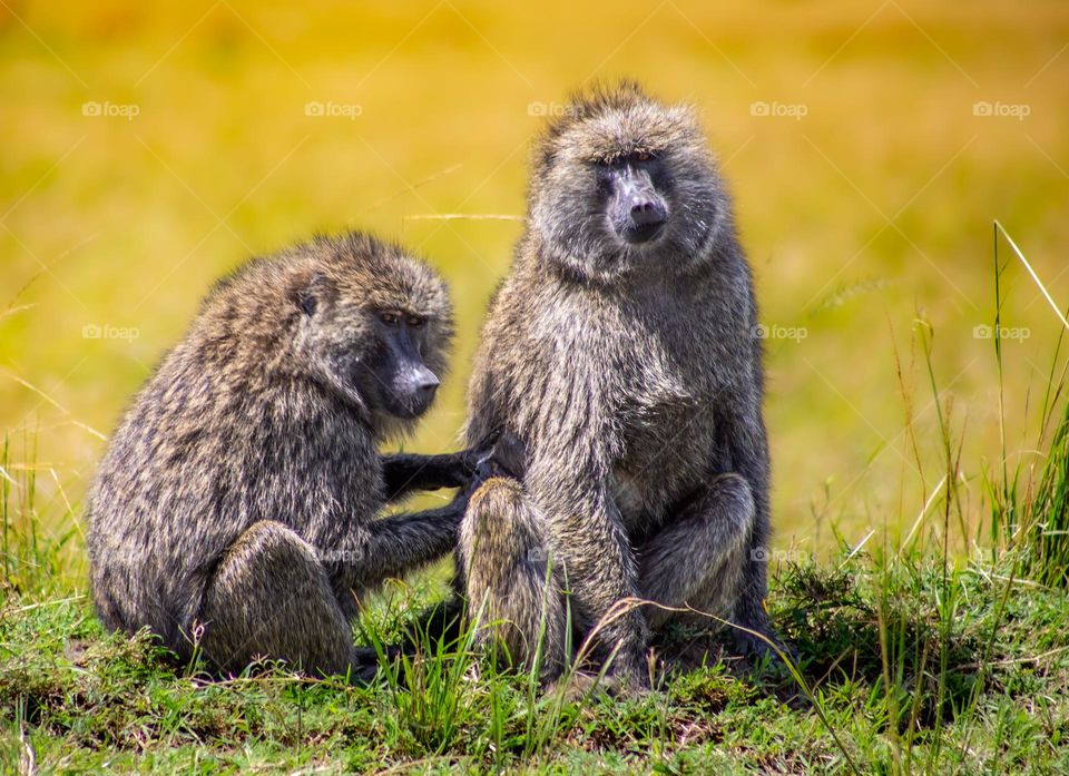 Baboon Grooming - Baboons are fierce but they also spend a good amount of time grooming,  essential to avoid getting eaten alone by ticks and other skin parasites.