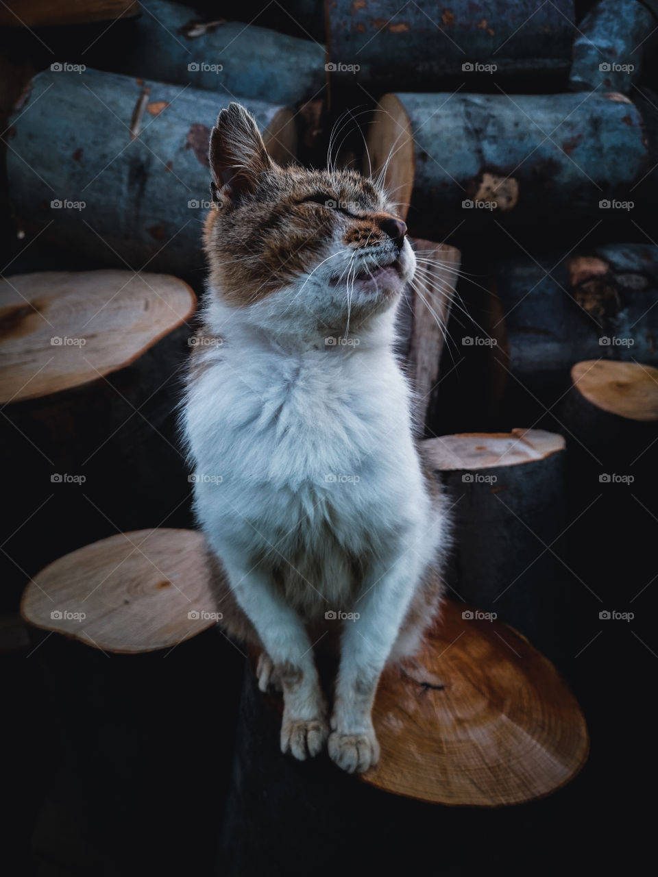 A cat sitting on a stump.