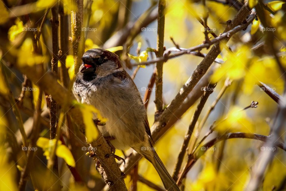 A sparrow at the blooming yellow tree