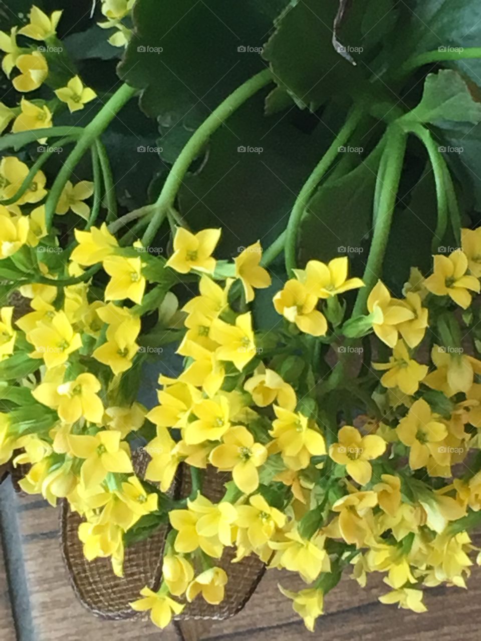 Yellow flowers 