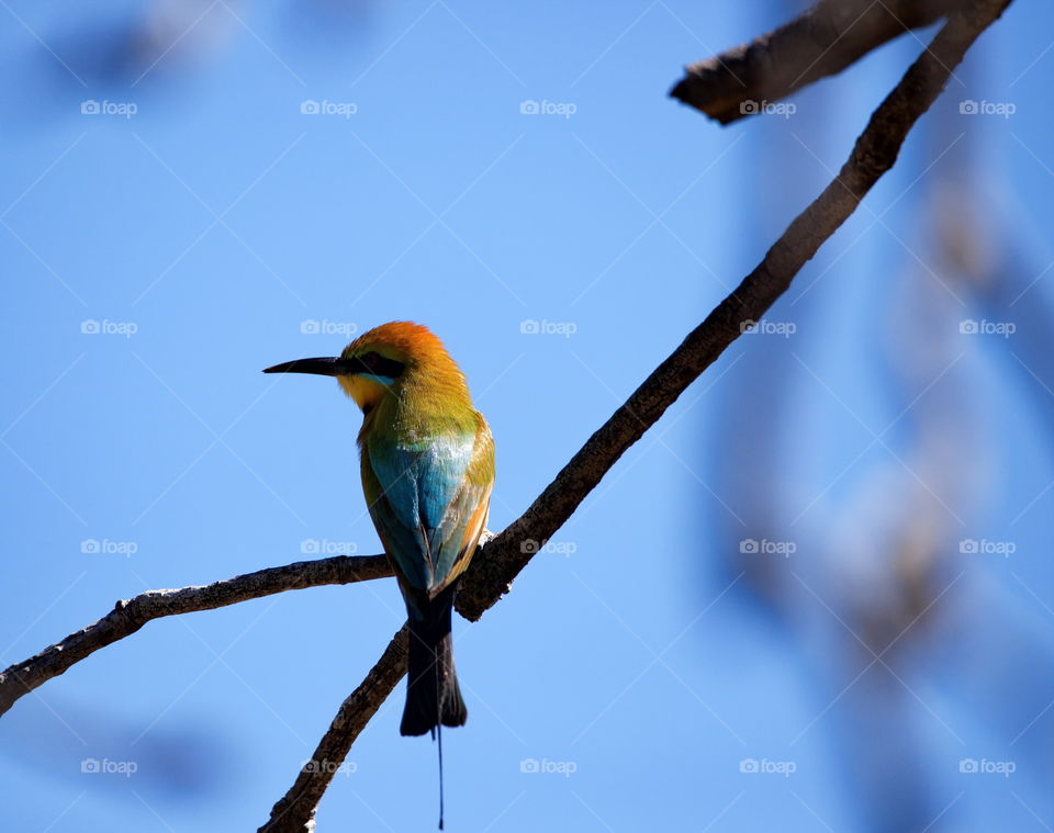 Rainbow bee eater in the wild