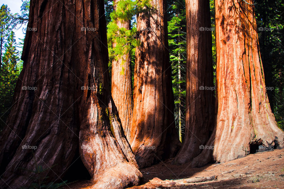 Giant sequoias in Yosemite national park