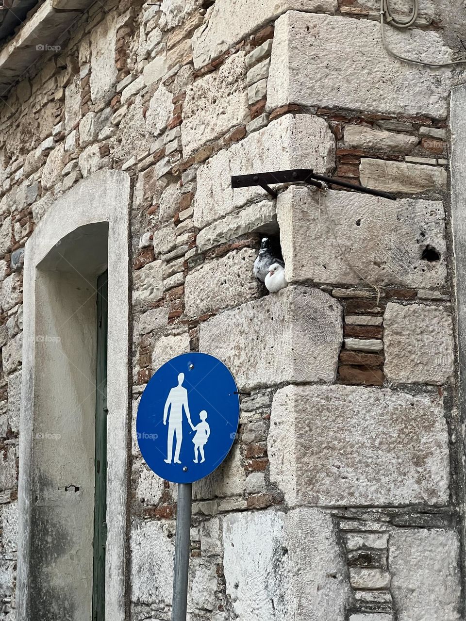 Two lovebirds pigeons in their nest