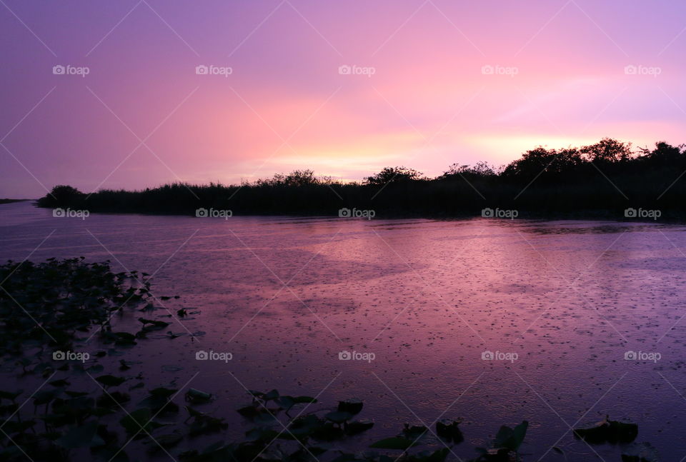 Purple Rain in the Everglades