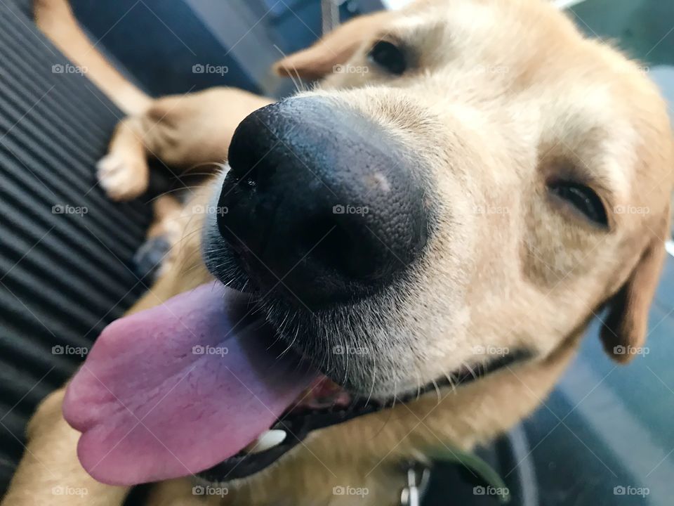 Happy Summer face of half breed Thai golden retriever dog when he knows that he is taking to the park during summer